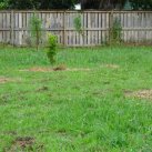 Planting the carpark